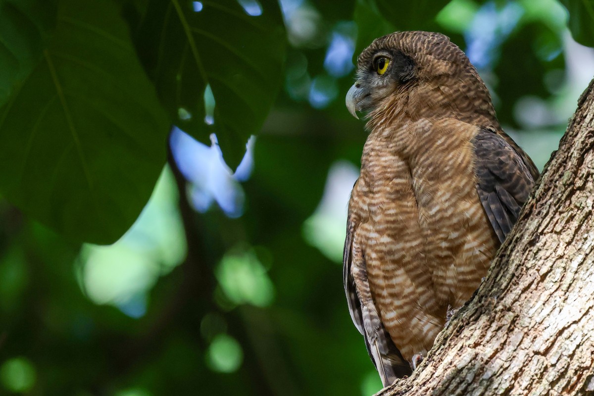 Kızıl Bubuk - ML644833810