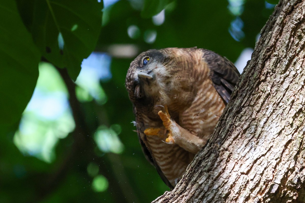 Kızıl Bubuk - ML644833811