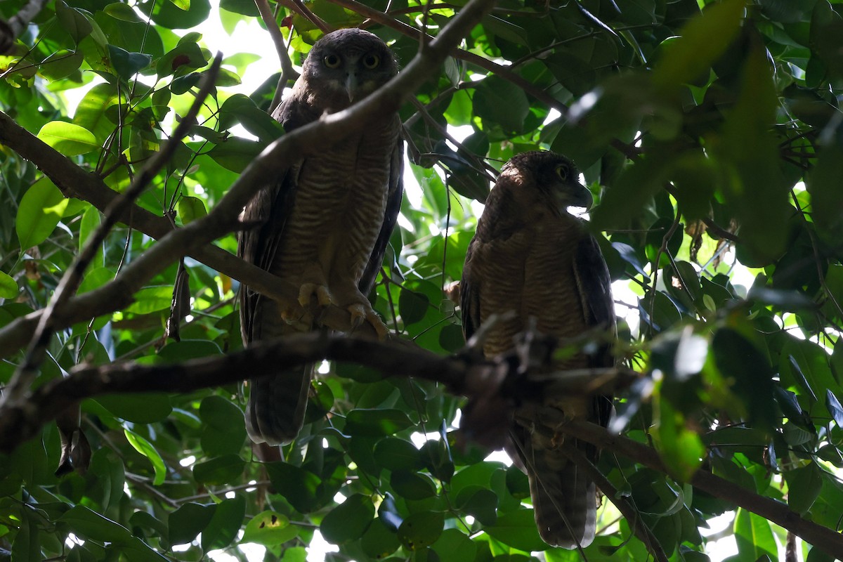 Kızıl Bubuk - ML644833812