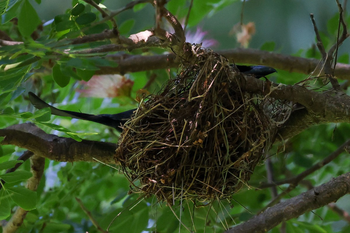 Spangled Drongo (Spangled) - ML644833819