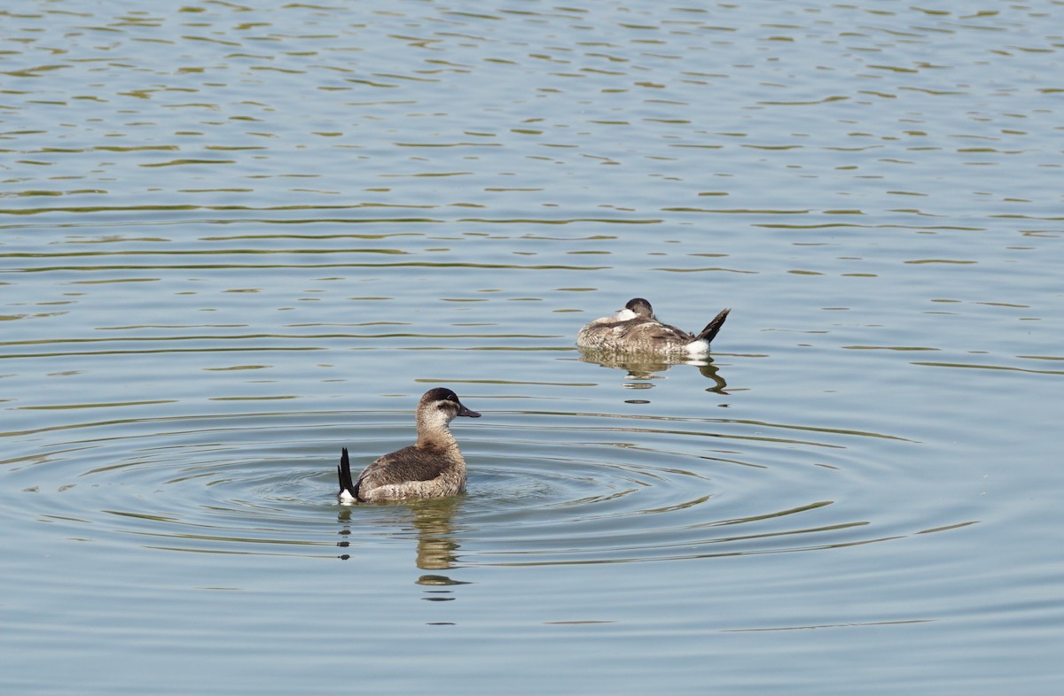 Американская савка - ML644833823