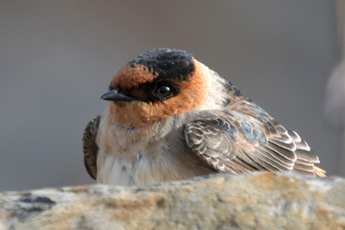 Leize-enara - ML644833825