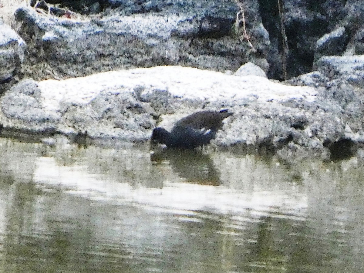 Common Gallinule - ML644833826