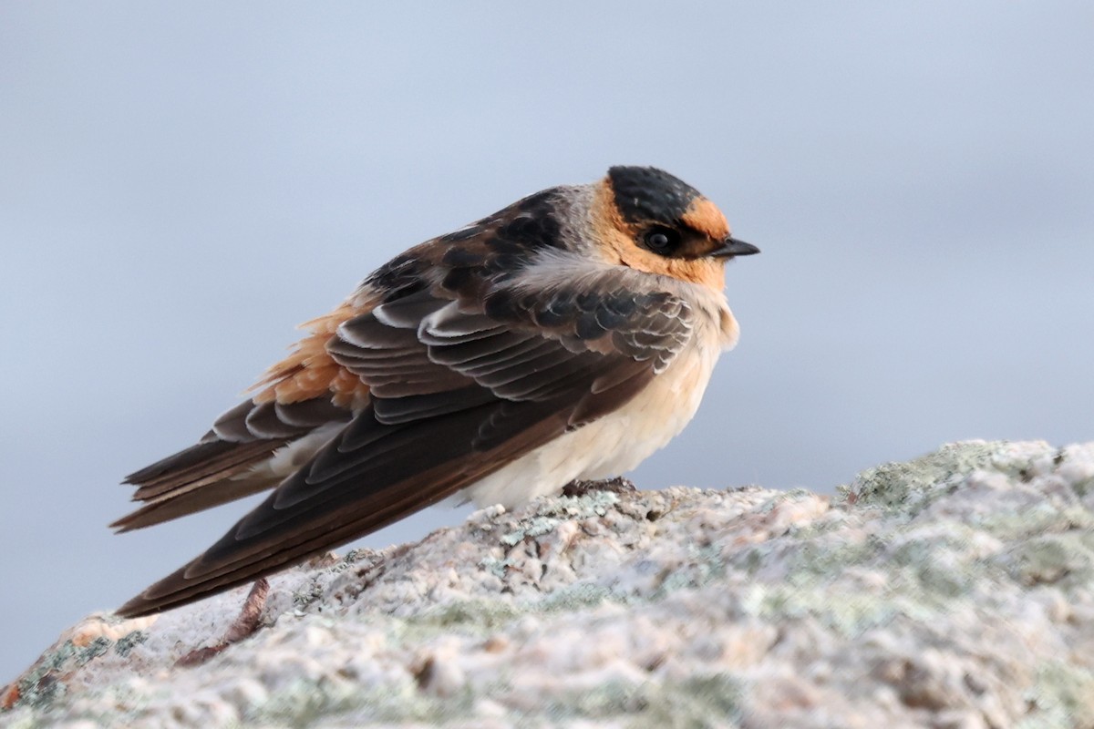 Leize-enara - ML644833831