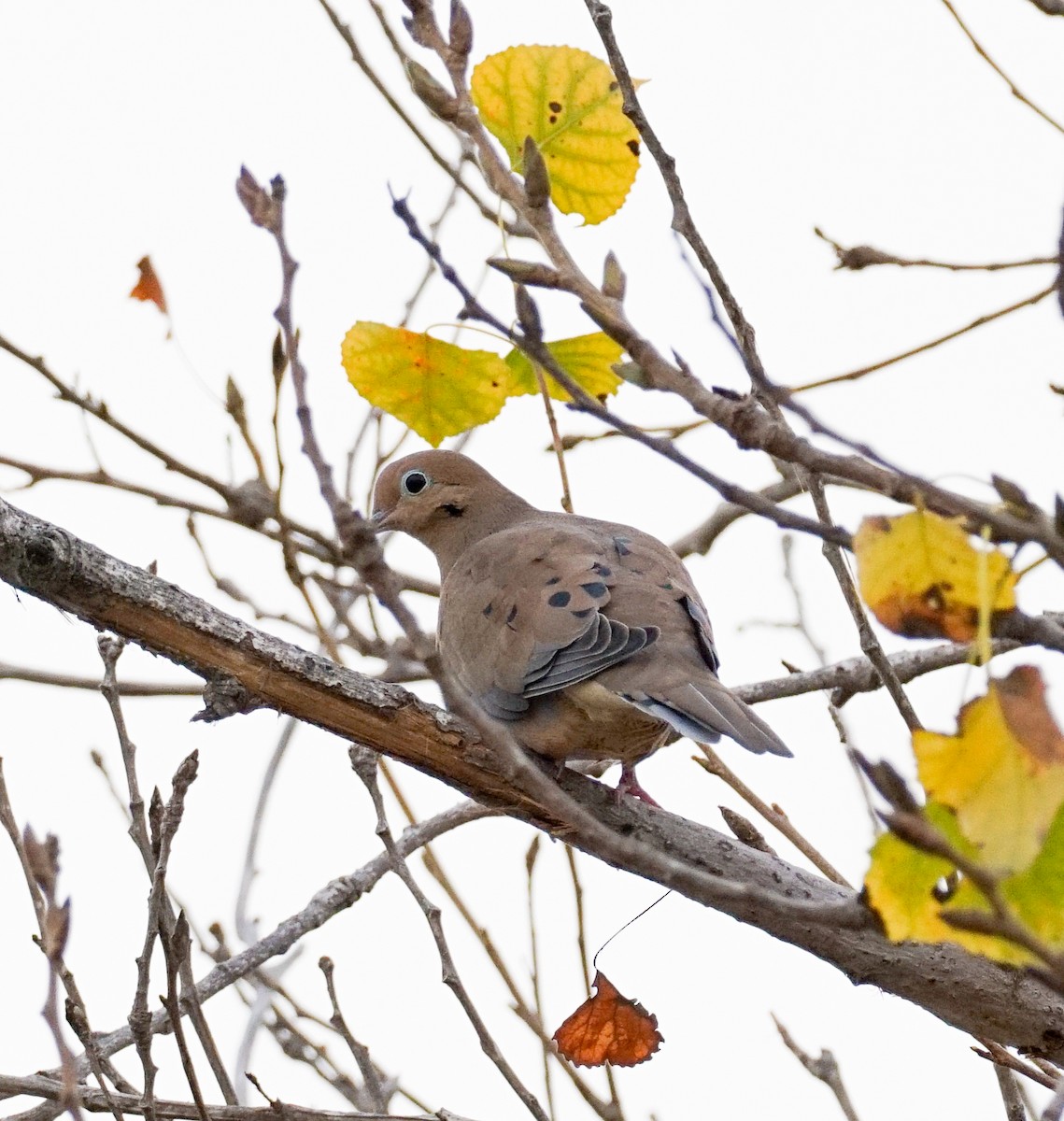 ナゲキバト - ML644833832