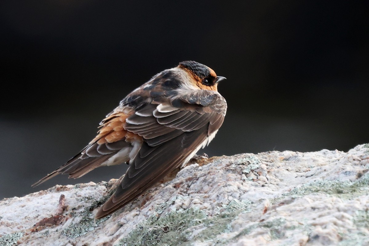 Leize-enara - ML644833833