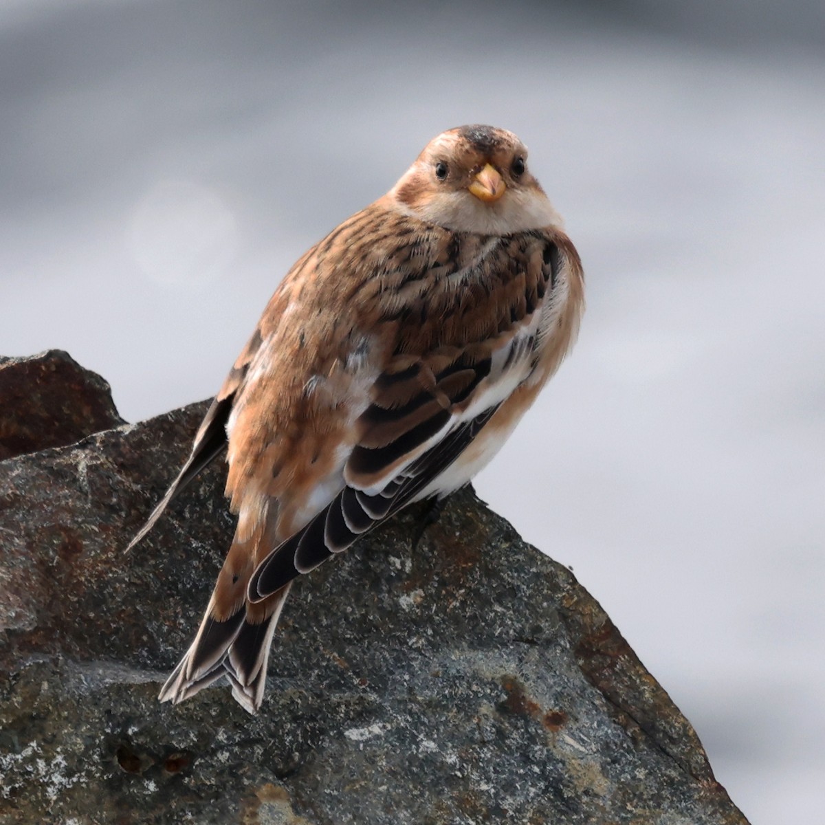 Elur-berdantza - ML644833844