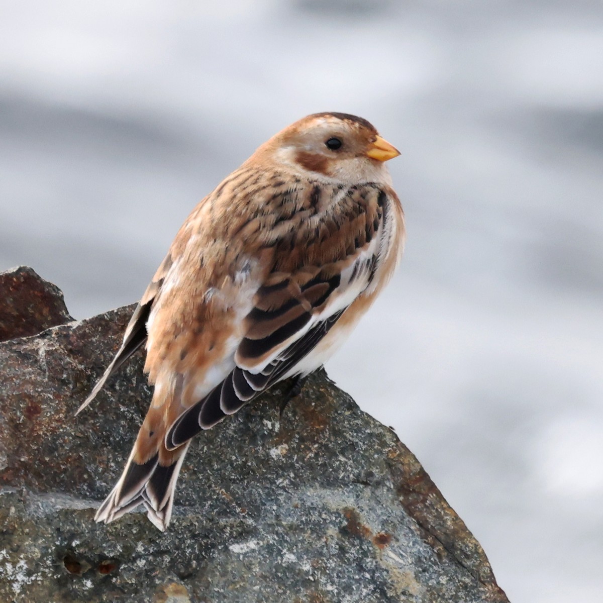 Elur-berdantza - ML644833850