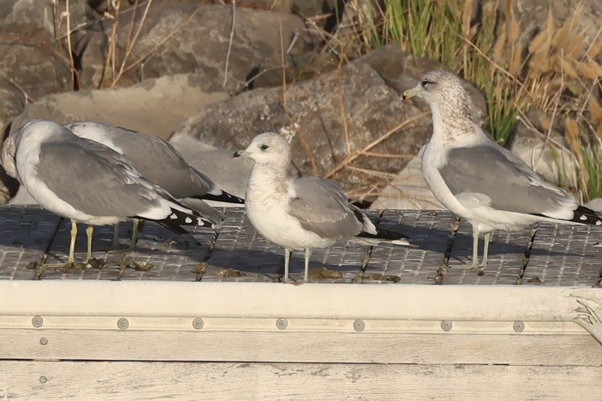 Short-billed Gull - ML644833856