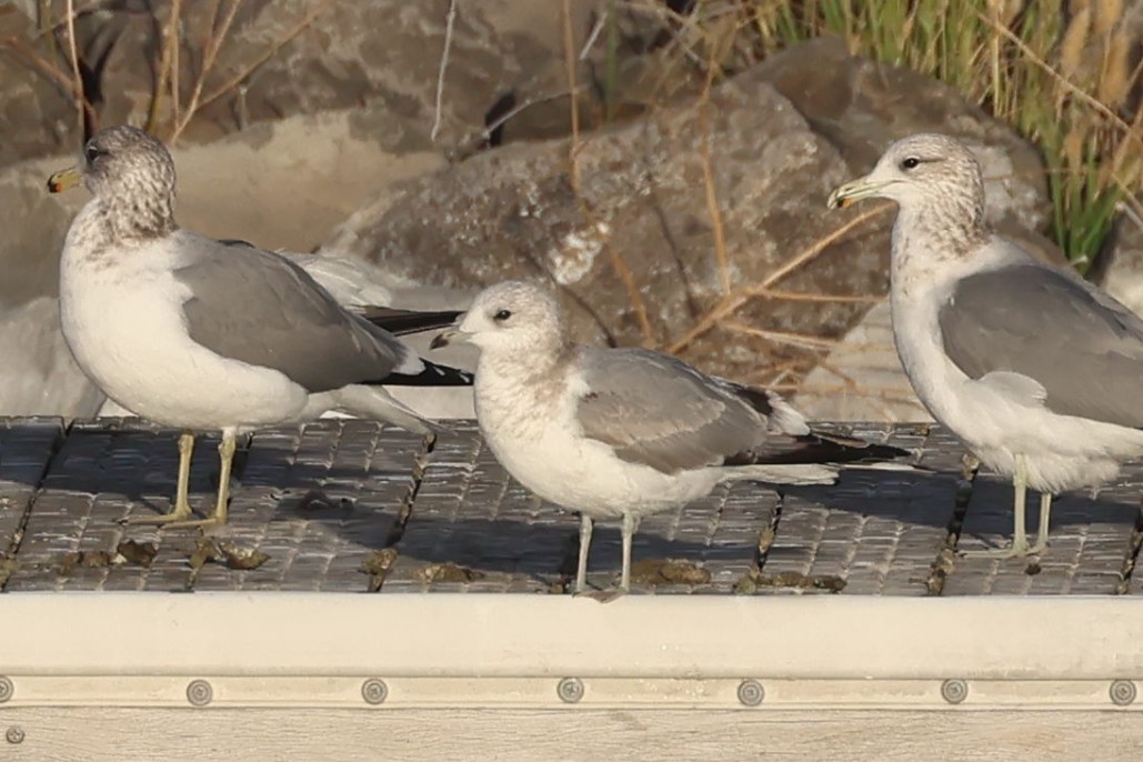 Short-billed Gull - ML644833857