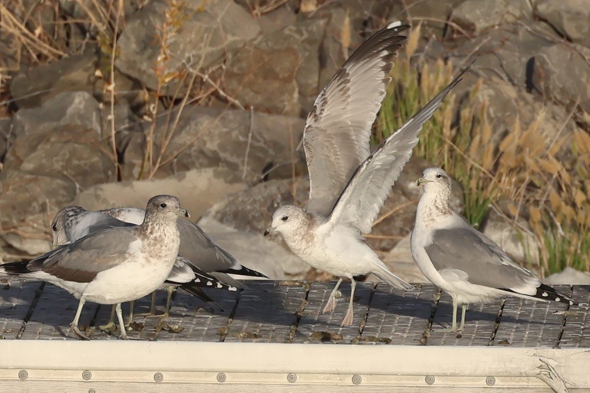 Short-billed Gull - ML644833858