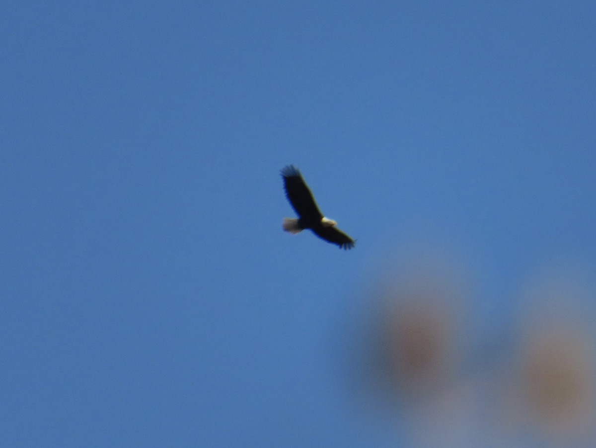 ハクトウワシ - ML644833862