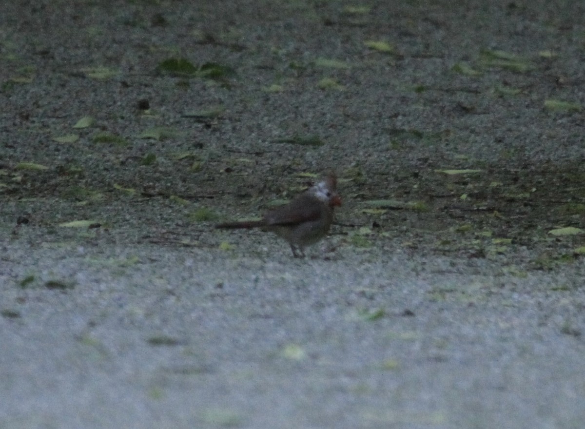 Rotkardinal [cardinalis-Gruppe] - ML644833863