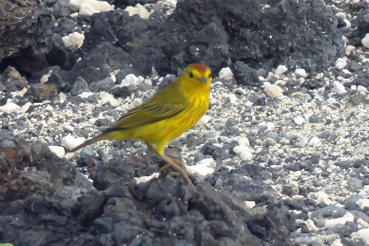 Mangrove Yellow Warbler - ML644833887