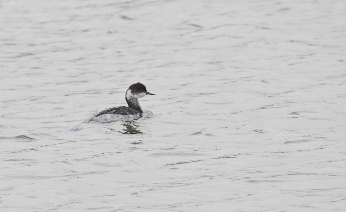 ハジロカイツブリ - ML644833893