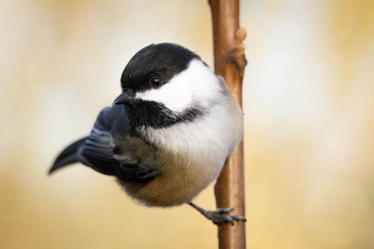 Amerika Baştankarası - ML644833900