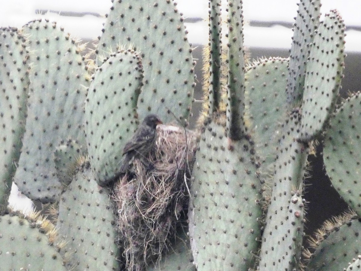 Géospize des cactus - ML644833914