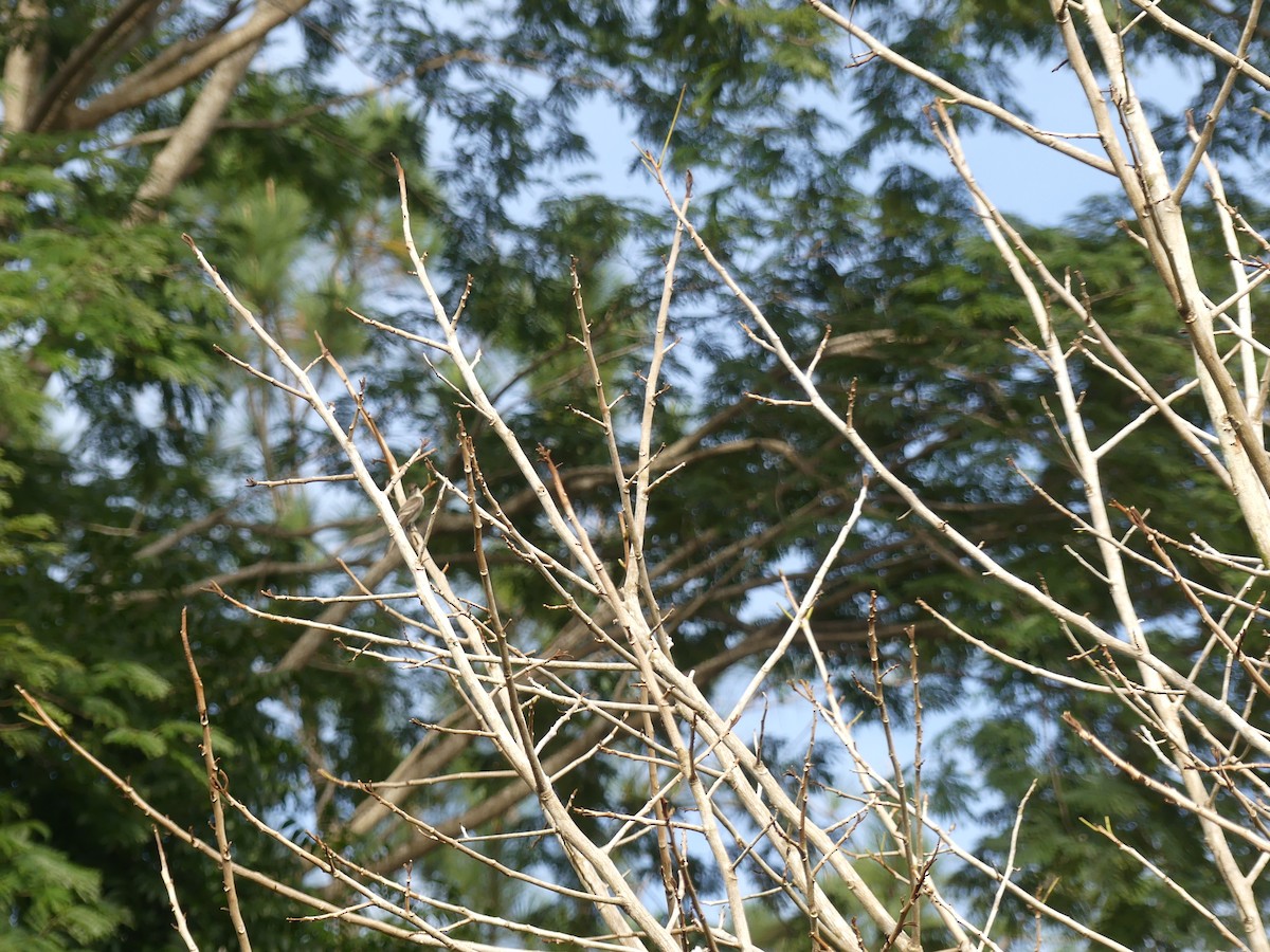 Blasskehl-Schnäppertyrann - ML644833920