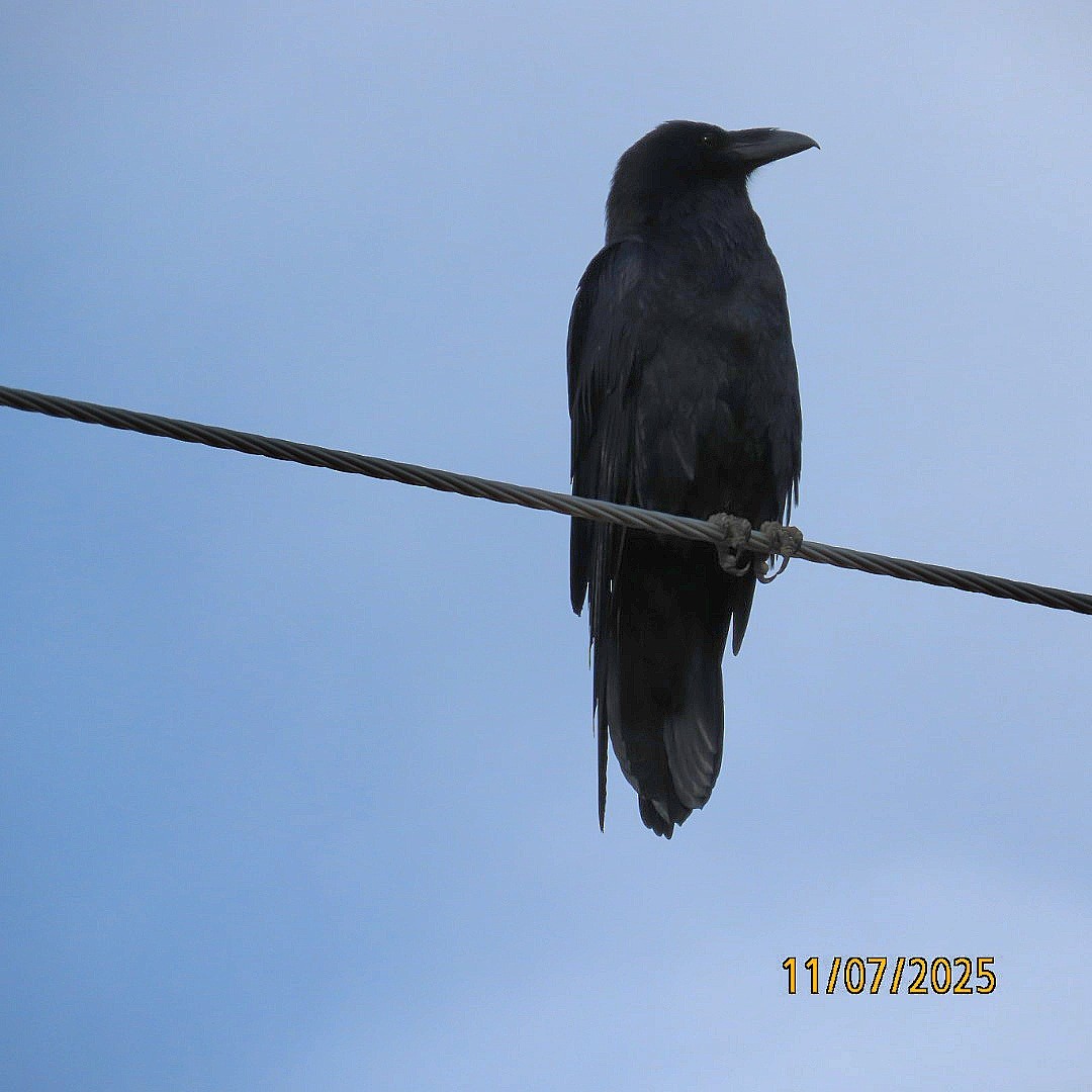Common Raven - ML644833923