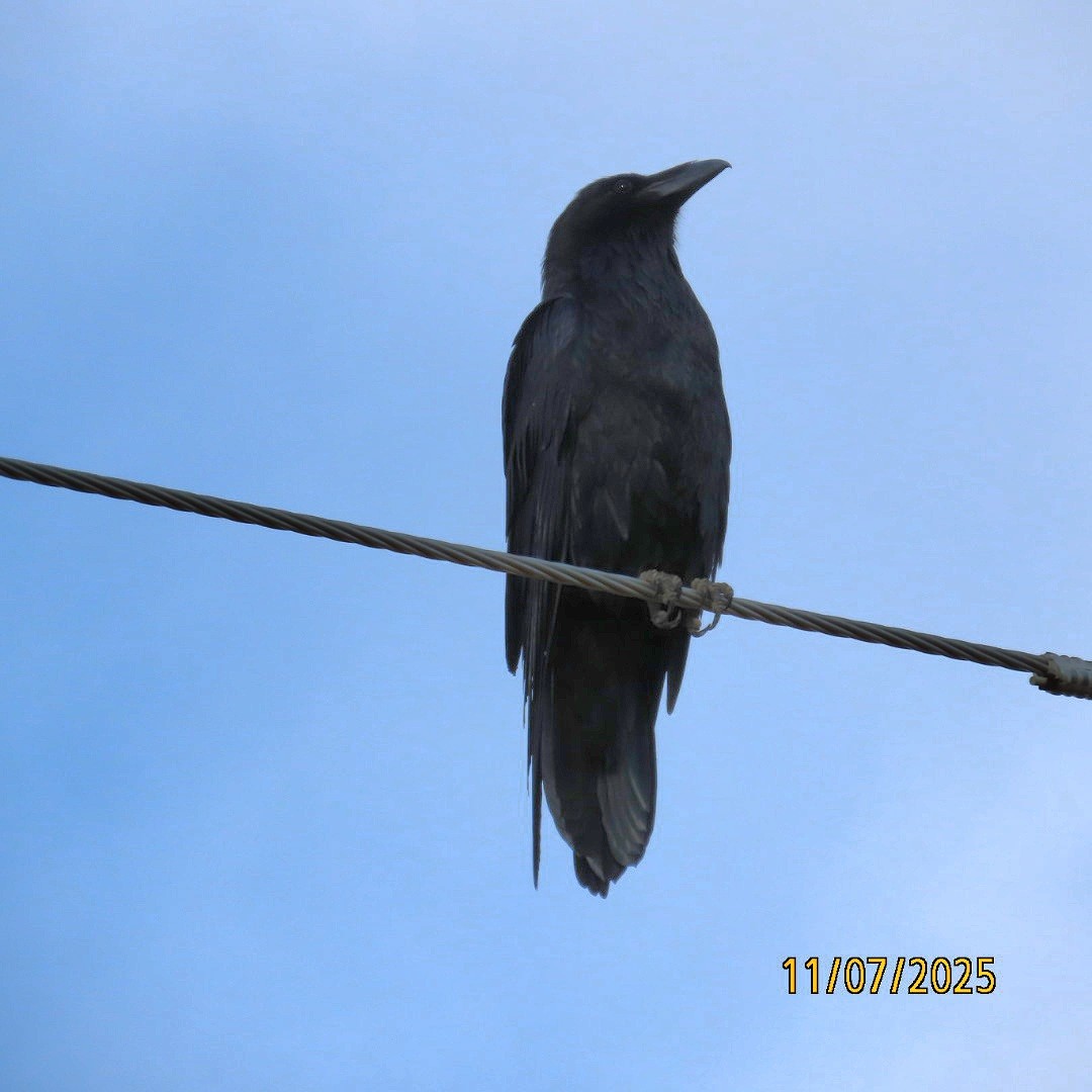 Common Raven - ML644833924