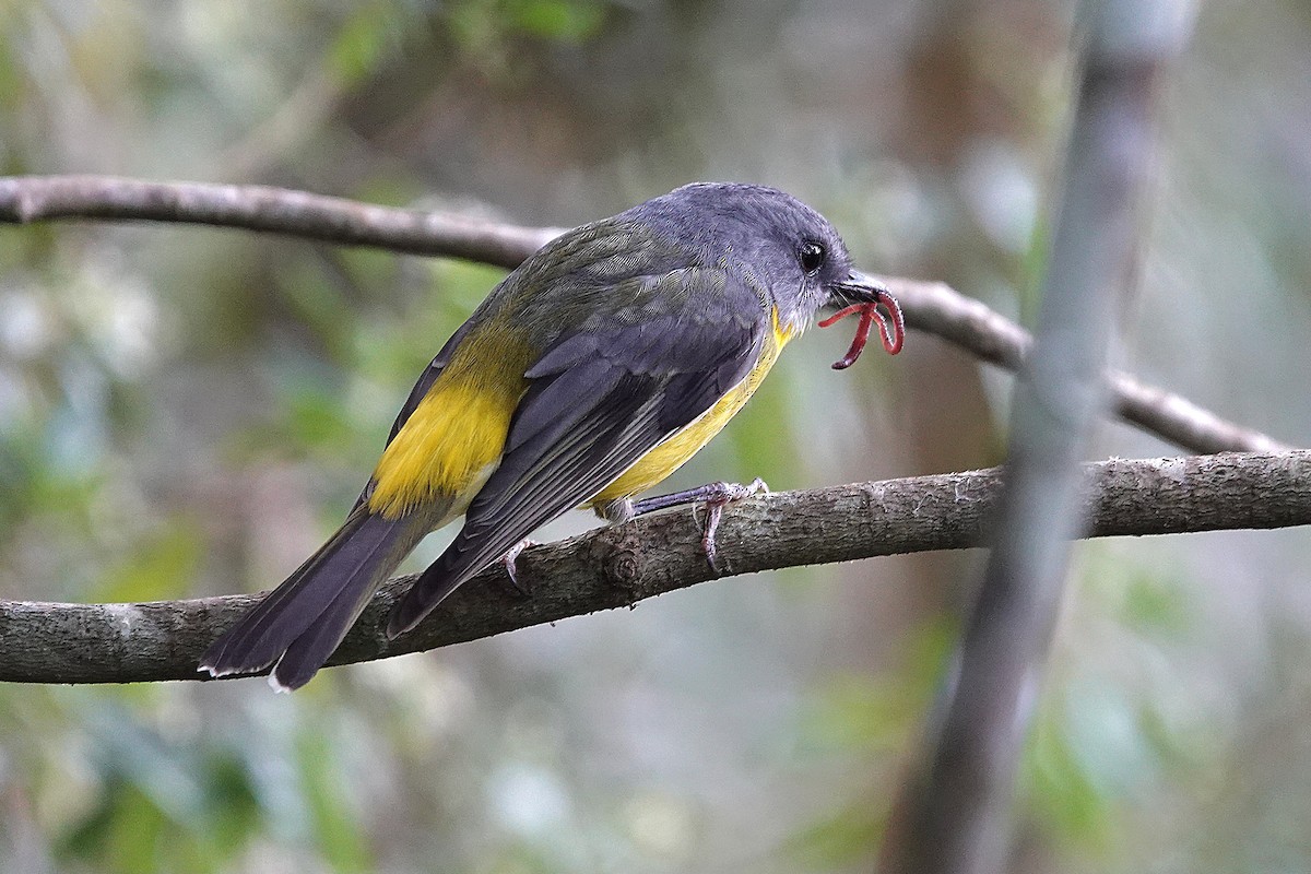 Doğulu Sarı Bülbül - ML644833946