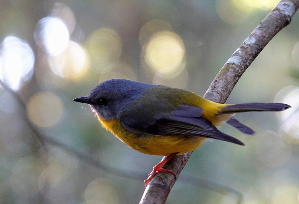 Doğulu Sarı Bülbül - ML644833949