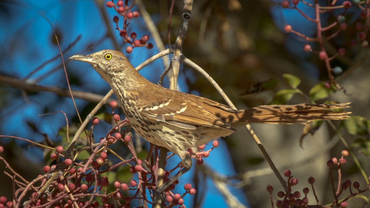 Brown Thrasher - ML644833968