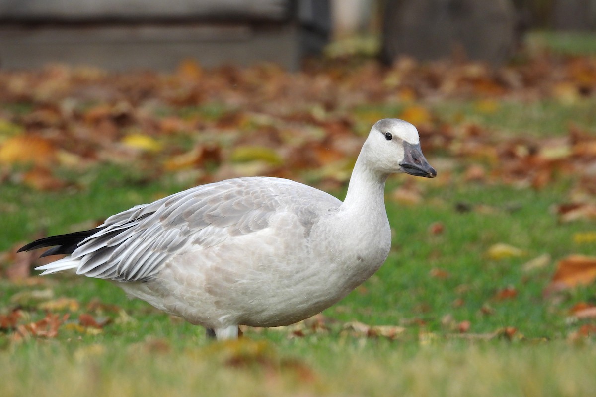 Elur-antzara - ML644833972