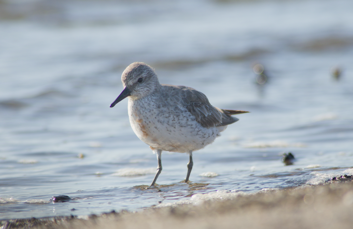 Исландский песочник - ML644833975