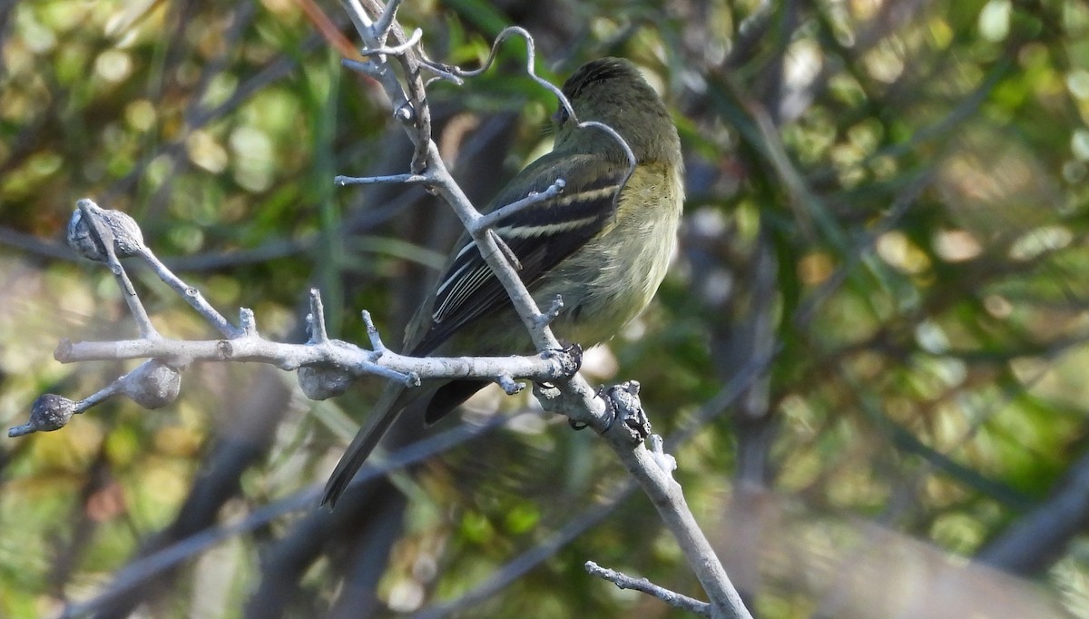 חטפית צהובת-גחון - ML644833977