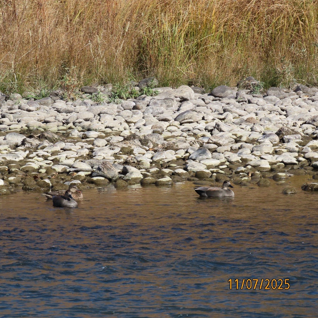 Gadwall - ML644833979