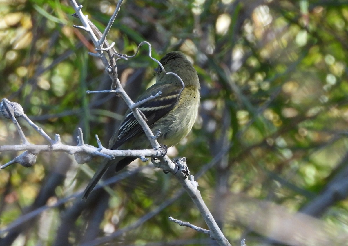 חטפית צהובת-גחון - ML644833980