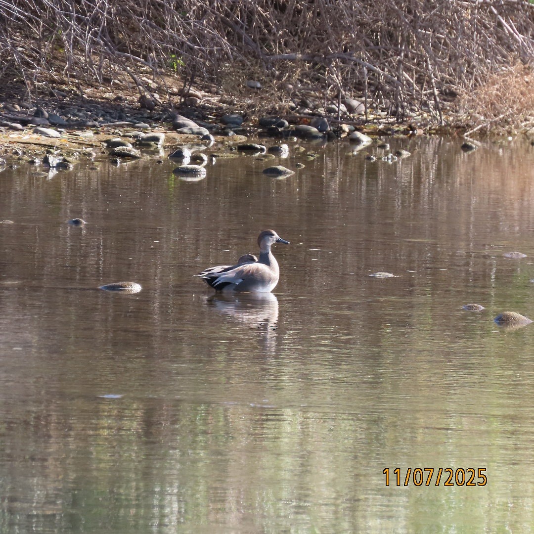 Gadwall - ML644833981