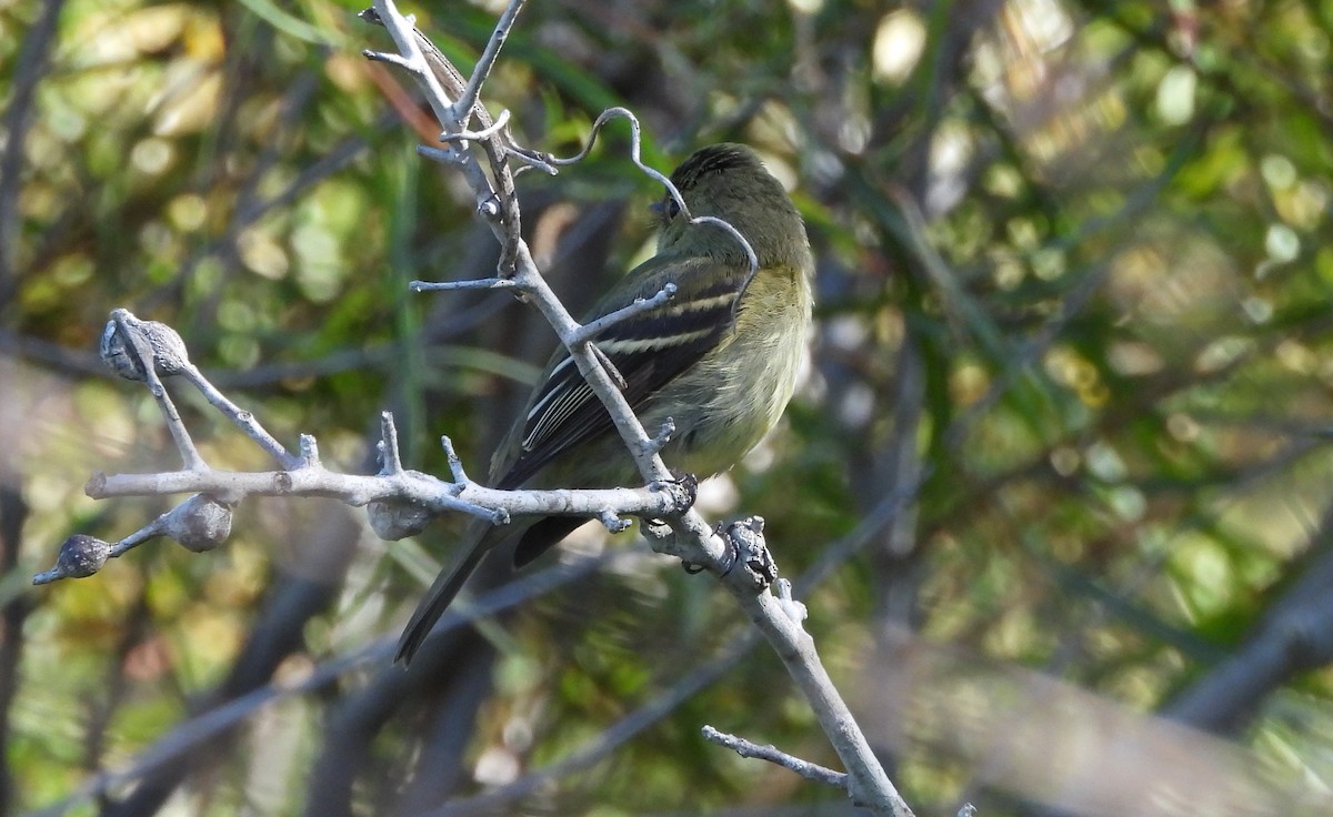 חטפית צהובת-גחון - ML644833982