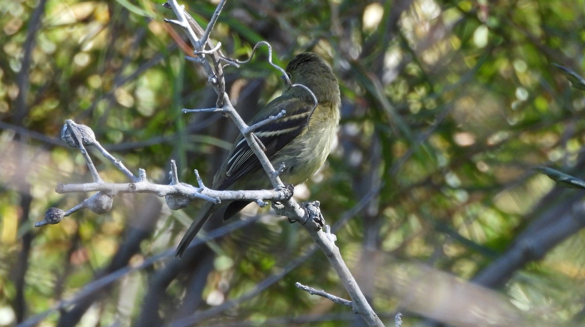 חטפית צהובת-גחון - ML644833984