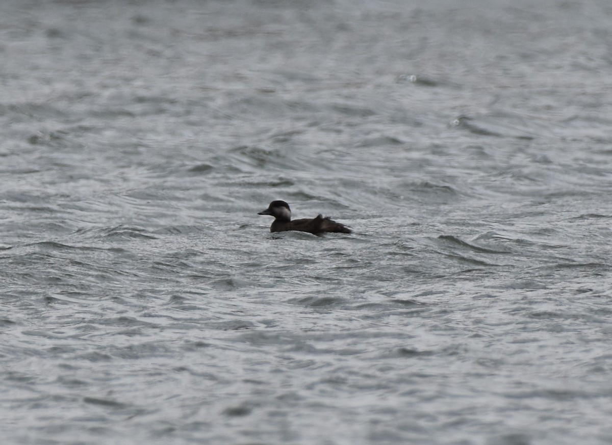 amerikasvartand - ML644833986