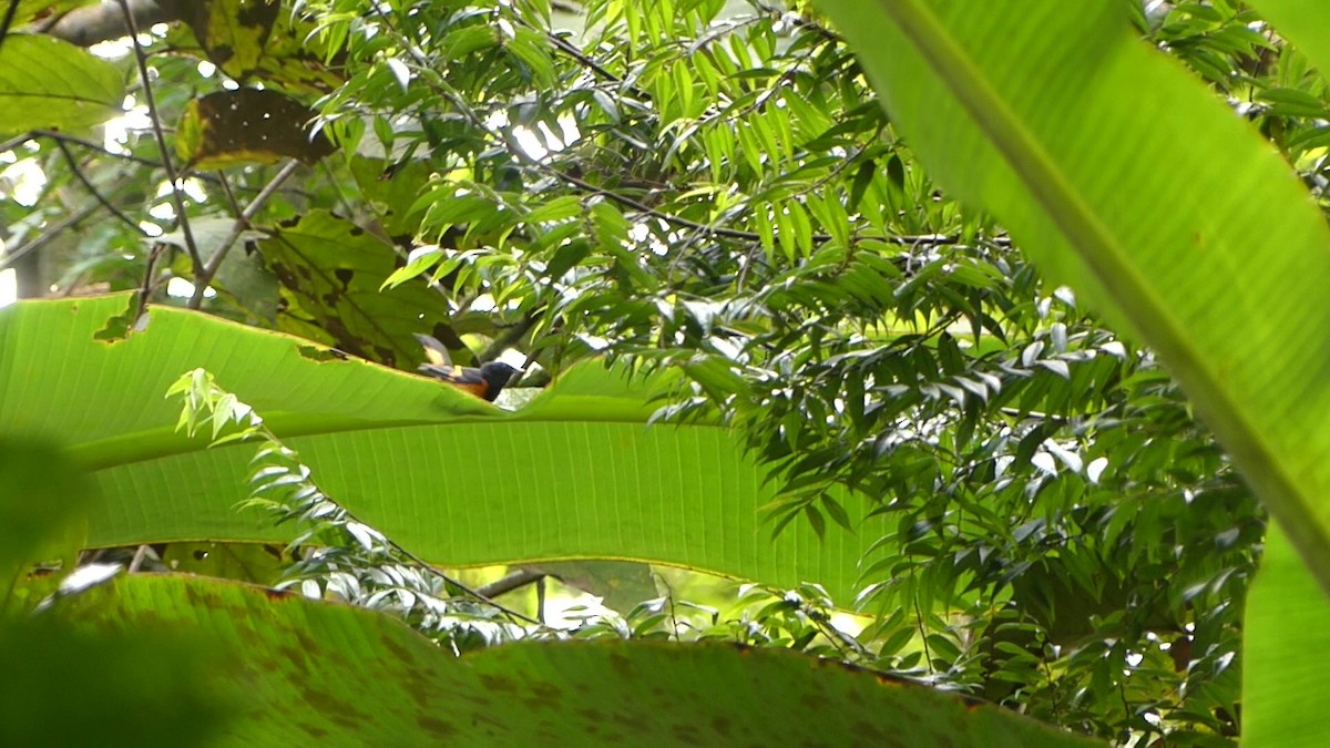 American Redstart - ML644833987