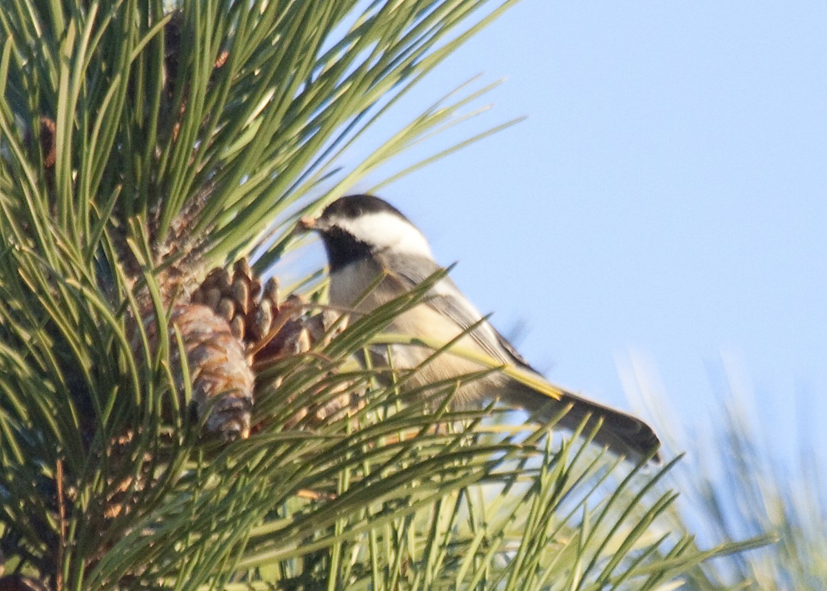 Amerika Baştankarası - ML644833996