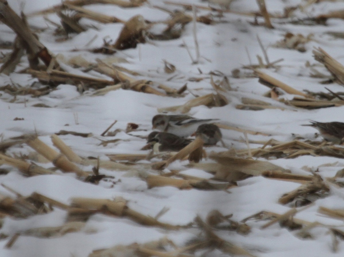 Snow Bunting - ML644834017