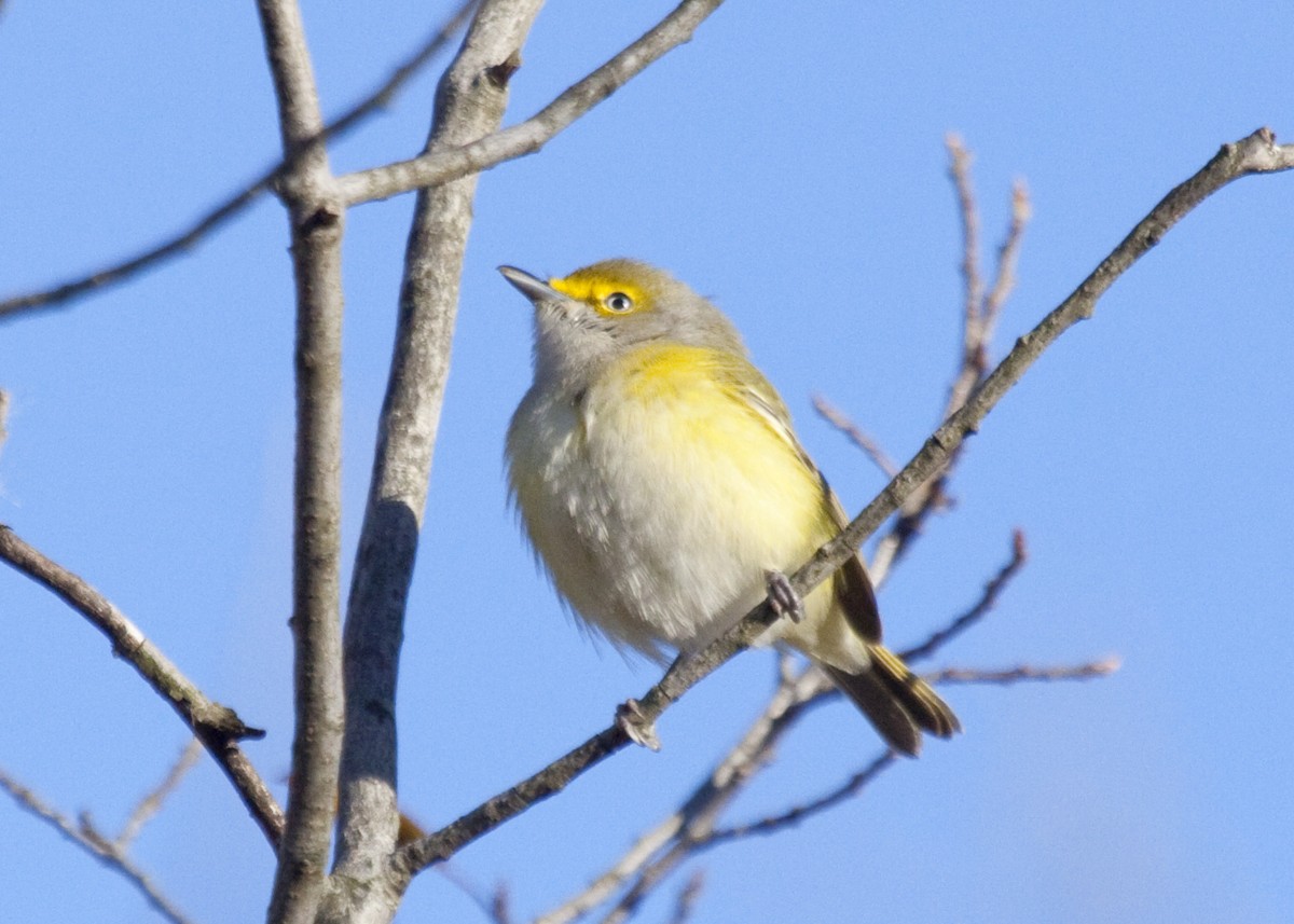 ויראו לבן-עין - ML644834022