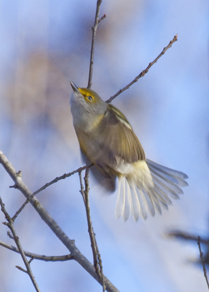 ויראו לבן-עין - ML644834023