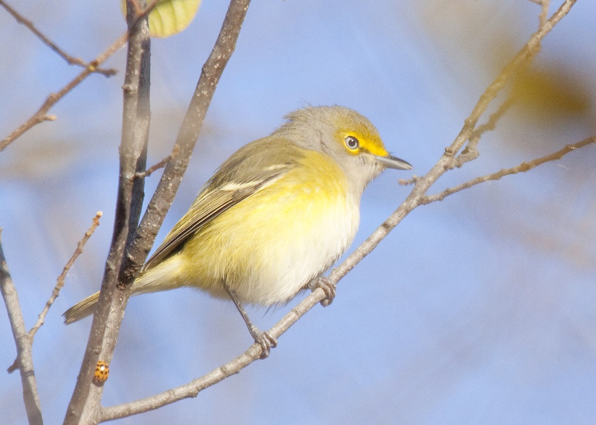 ויראו לבן-עין - ML644834024
