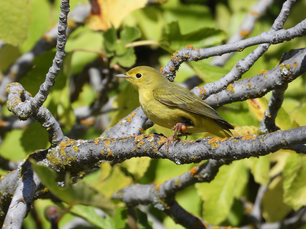 Northern Yellow Warbler - ML644834030