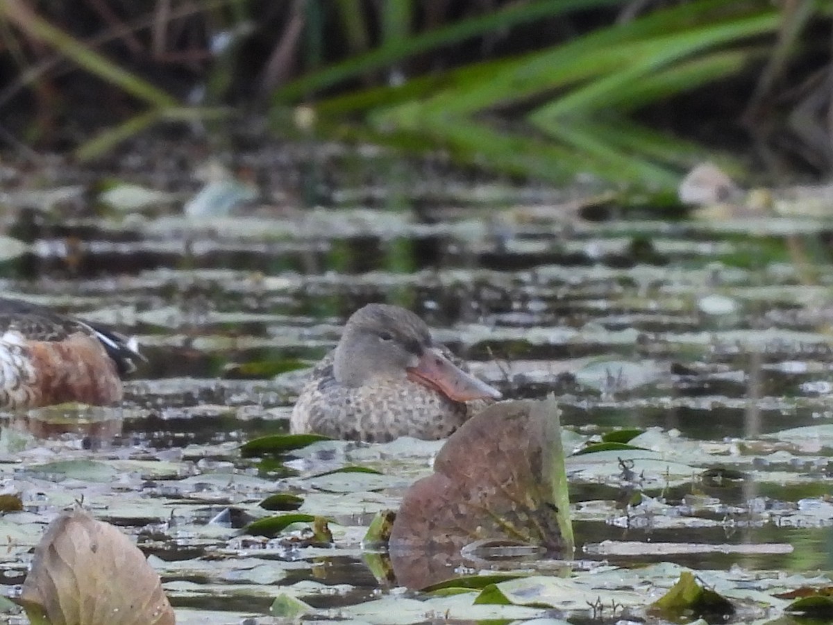 Mestolone - ML644834052