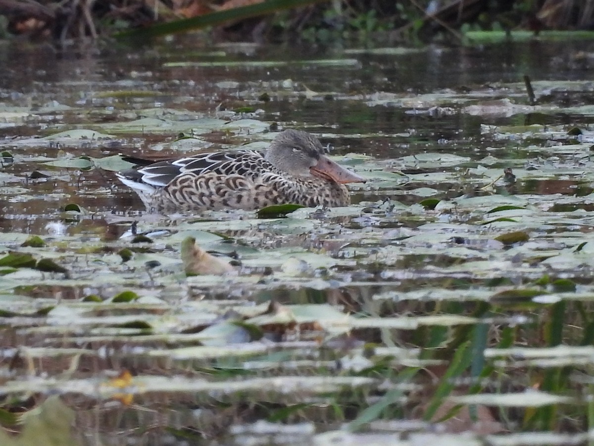 Mestolone - ML644834053