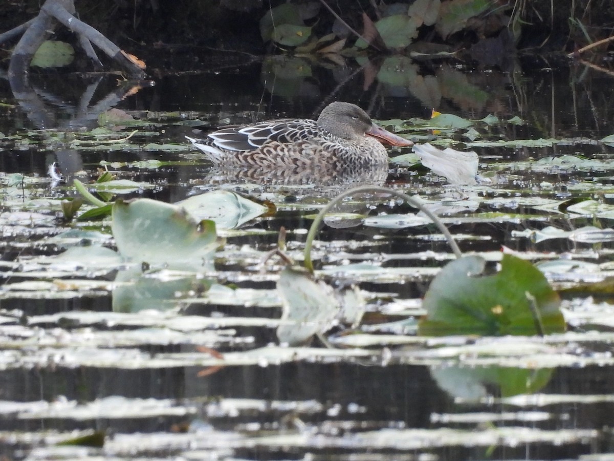 Mestolone - ML644834054