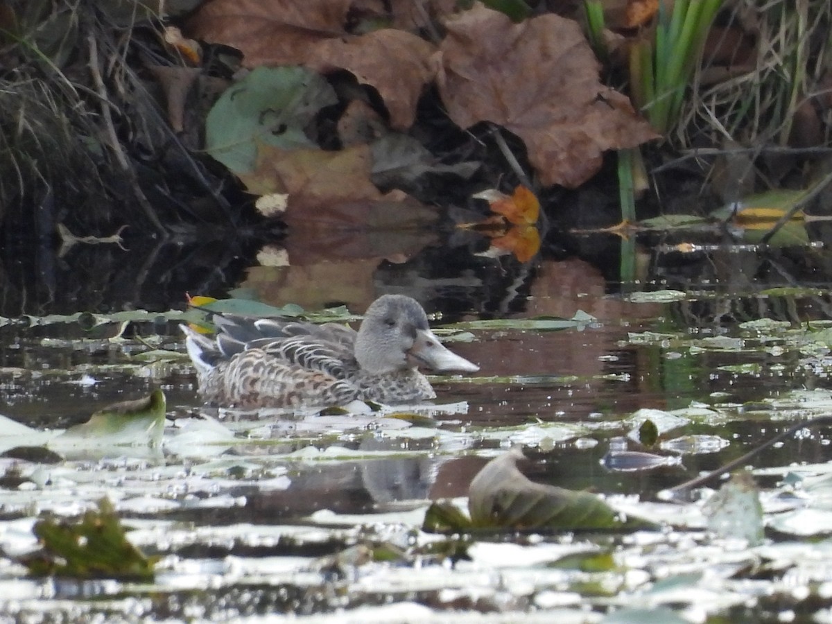 Mestolone - ML644834055