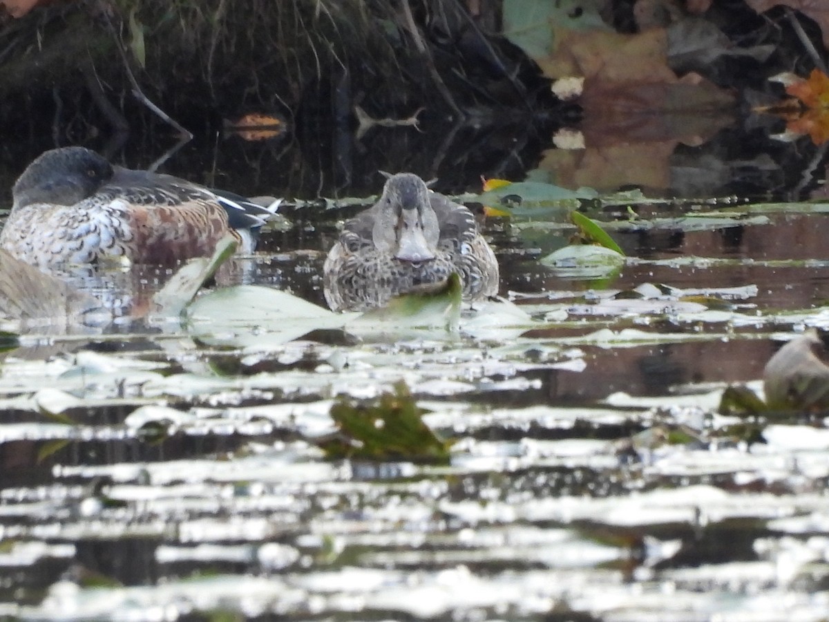 Mestolone - ML644834056