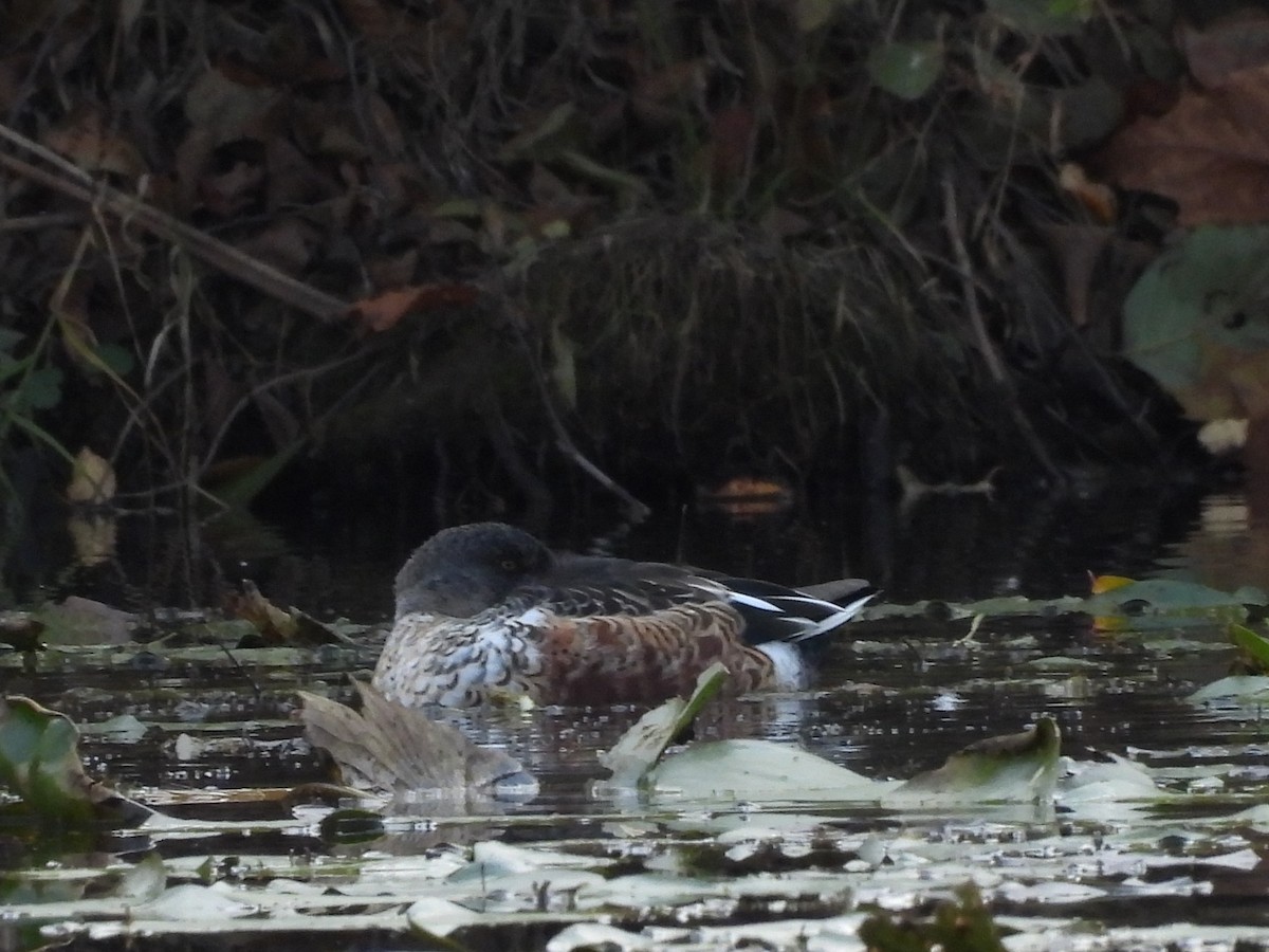 Mestolone - ML644834057