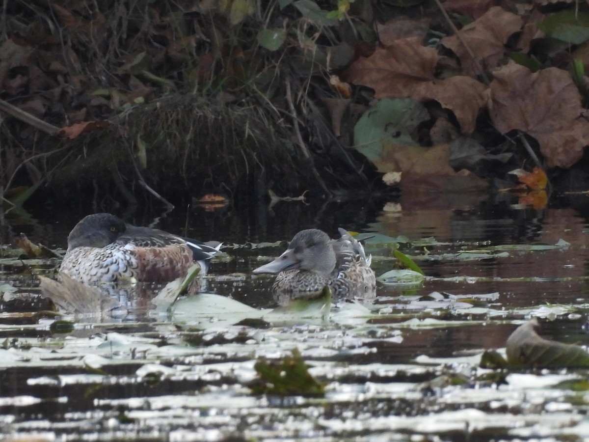 Mestolone - ML644834058